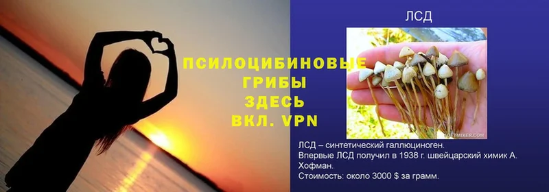 как найти закладки  Волгореченск  Галлюциногенные грибы Psilocybe 